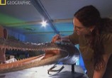 Сцена из фильма National Geographic : Когда крокодилы ели динозавров / When crocs ate dinosaurs (2009) National Geographic : Когда крокодилы ели динозавров сцена 2