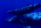 Сцена из фильма Горбатые киты. Из огня в лёд / Humpbacks. From Fire to Ice (2008) Горбатые киты. Из огня в лёд сцена 2
