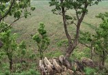 Сцена из фильма Мир природы - Горы тропических дождей / Natural World - The Mountains of the Monsoon (2009) Мир природы - Горы тропических дождей сцена 3