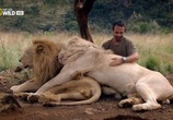 Сцена из фильма Львиный смотритель / The Lion Ranger (2010) Львиный смотритель сцена 2