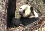 Сцена из фильма National Geographic: Гигантские панды / Giant Panda (2004) 