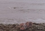 Сцена из фильма Отсчет утопленников / Drowning by Numbers (1988) Отсчет утопленников сцена 4