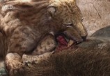 Сцена из фильма National Geographic: Доисторические хищники: Саблезубый Тигр / Prehistoric Predators: Saber Tooth Cat (2009) National Geographic: Доисторические хищники: Саблезубый Тигр сцена 10