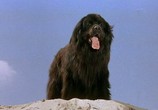 Сцена из фильма Мальчик с большой чёрной собакой / Der Junge mit dem großen schwarzen Hund (1986) Мальчик с большой чёрной собакой сцена 2