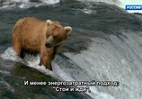ТВ Знакомьтесь: медведи / Meet the Bears (2019) - cцена 3
