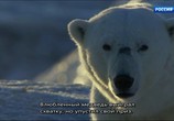 Сцена из фильма BBC. Снежные медведи / Snow Bears (2017) BBC. Снежные медведи сцена 1