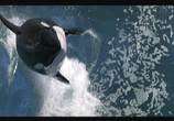Фильм Смерть среди айсбергов / Orca: The Killer Whale (1977) - cцена 1