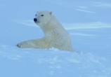 Сцена из фильма BBC: Белый медведь - Шпион во льдах / BBC: Polar Bear - Spy on the Ice (2010) BBC: Белый медведь - Шпион во льдах сцена 1