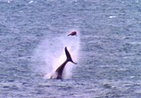 Сцена из фильма BBC: Плотоядные. Касатка / BBC: Wildlife Special - Killer Whale (2003) BBC: Плотоядные. Касатка сцена 2