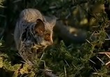 ТВ BBC: Наедине с природой: Лесные малютки-ночные прыгуны / Bushbabies a leap in the clark (2004) - cцена 5