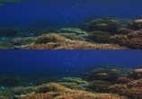 Сцена из фильма Последний риф 3D / The Last Reef 3D (2012) Последний риф 3D сцена 1