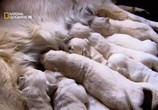 Сцена из фильма National Geographic: Жизнь до рождения: Собаки / In The Womb Dogs (2009) National Geographic: Жизнь до рождения: Собаки сцена 26