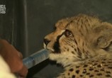 ТВ Царство гепардов / Cheetah Kingdom (2010) - cцена 5