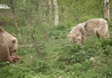 ТВ Год диких животных: Сибирь / Siberia's wild year (2017) - cцена 4
