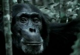 Сцена из фильма Обезьяны на тропе войны / Rise of the Warrior Apes (2016) Обезьяны на тропе войны сцена 2