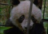 Сцена из фильма National Geographic: Гигантские Панды. Последнее убежище / Giant Pandas: The Last Refuge (1995) National Geographic: Гигантские Панды. Последнее убежище сцена 3