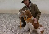 Сцена из фильма Дрессировка охотничьих собак / Training the gun dogs (2006) Дрессировка охотничьих собак сцена 1