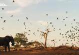 Сцена из фильма Дикие места Африки / Africa's Wild Side (2018) Дикие места Африки сцена 3