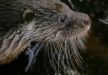 Сцена из фильма BBC: Наедине с природой: Правда о выдрах / BBC: Otters the truth (2004) BBC: Наедине с природой: Правда о выдрах сцена 7