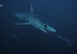 Сцена из фильма Акула против тунца / Shark vs Tuna (2018) Акула против тунца сцена 6