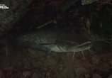 Сцена из фильма Nat Geo Wild: Речные обитатели / River Jaws Monster Catfish (2015) Nat Geo Wild: Речные обитатели сцена 4