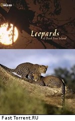 National Geographic: Леопарды дельты Окаванго