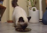 ТВ Планета кошек: Священные бирманские кошки (2008) - cцена 5