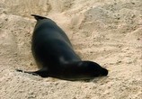 Сцена из фильма Гавайские тюлени-монахи: Выживающий рай / Hawaiian monk seals: Surviving paradise (2004) 