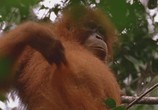 ТВ Discovery: Дикая Азия: В царстве рыжей обезьяны / Wild Asia: In the Realm Of The Red Ape (2001) - cцена 5