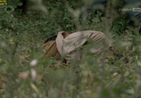 Сцена из фильма Похороните мое сердце в Вундед-Ни / Bury My Heart at Wounded Knee (2007) 