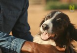 ТВ Удивительное семейство псовых / Dogs: An Amazing Animal Family (2017) - cцена 5