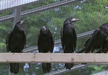 Сцена из фильма Думают ли птицы? / Bird brain (2011) Думают ли птицы? сцена 4