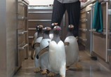 Сцена из фильма Пингвины мистера Поппера / Mr. Popper's Penguins (2011) Пингвины мистера Поппера сцена 3