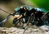 ТВ BBC: Наедине с природой: Жуки-рекордсмены / BBC: The Beetles (2004) - cцена 1
