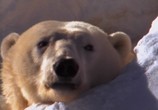 Сцена из фильма National Geographic: Властелин полярных просторов. Семейный альбом белого медведя / Realm of the great white bear (1999) National Geographic: Властелин полярных просторов. Семейный альбом белого медведя сцена 6