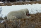 Сцена из фильма Нашествие полярных медведей / Polar bear invasion (2016) Нашествие полярных медведей сцена 4