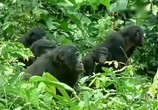 Сцена из фильма BBC: Наедине с природой: Карликовые Шимпанзе / BBC: Pygmy Chimpanzee (2004) BBC: Наедине с природой: Карликовые Шимпанзе сцена 11