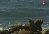 Сцена из фильма Обитатели глубин. Путешествия Феодора Питкерна / Ocean Wilds. The Journeys of Feodor Pitcairn (2000) Обитатели глубин. Путешествия Феодора Питкерна сцена 5