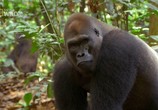 ТВ Тайна горилл / Mystery Gorilla (2009) - cцена 4