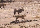 Сцена из фильма BBC: Живой мир (Мир природы): Львы пустыни / Natural World: Desert Lions (2007) BBC: Живой мир (Мир природы): Львы пустыни сцена 6