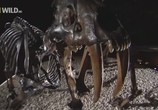 Сцена из фильма National Geographic: Доисторические хищники: Саблезубый Тигр / Prehistoric Predators: Saber Tooth Cat (2009) National Geographic: Доисторические хищники: Саблезубый Тигр сцена 4