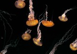 Сцена из фильма Искусство природы: медузы / The Art of Nature: Jellies (2007) Искусство природы: медузы сцена 2