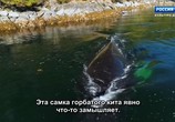 ТВ Мудрость китов / Whale Wisdom (2018) - cцена 1