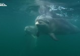 Сцена из фильма Дикие дельфины / Wild Dolphins (2017) Дикие дельфины сцена 1
