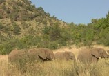 Сцена из фильма ЮАР. Дикая саванна / South Africa - Wild savannah (2018) 