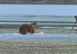 Сцена из фильма BBC: Мир природы. Последний Гризли Райской Долины / BBC: The Natural World. The Last Grizzly of Paradize Valley (2011) BBC: Мир природы. Последний Гризли Райской Долины сцена 3