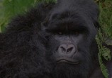 Сцена из фильма Гориллы в тумане: История Дайан Фосси / Gorillas in the Mist: The Story of Dian Fossey (1988) Гориллы в тумане: История Дайан Фосси сцена 5