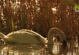 Сцена из фильма Сага о белохвостом орлане / The Saga of the White-tailed Eagle (2011) Сага о белохвостом орлане сцена 3