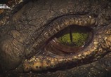 Сцена из фильма National Geographic: Секреты крокодила / National Geographic: Croc Inside Out (2015) National Geographic: Секреты крокодила сцена 2