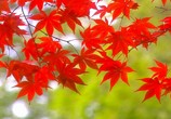 Сцена из фильма Осенний цвет Киото / Kyoto Autumn Color (2007) Осенний цвет Киото
